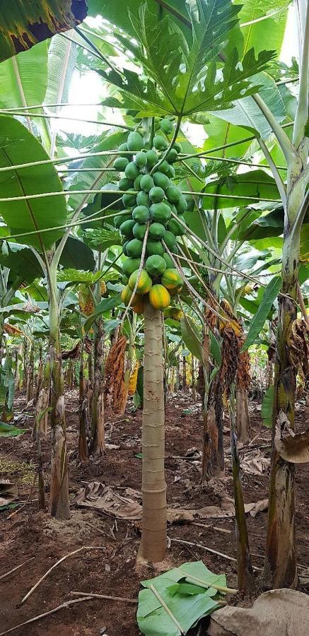 Banana Farm House 함피 외부 사진